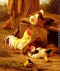 Chickens And Chicks by Edgar Hunt